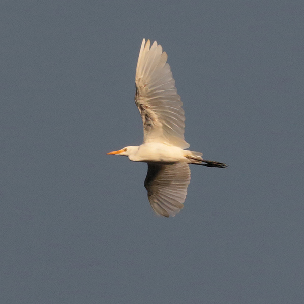 Great Egret